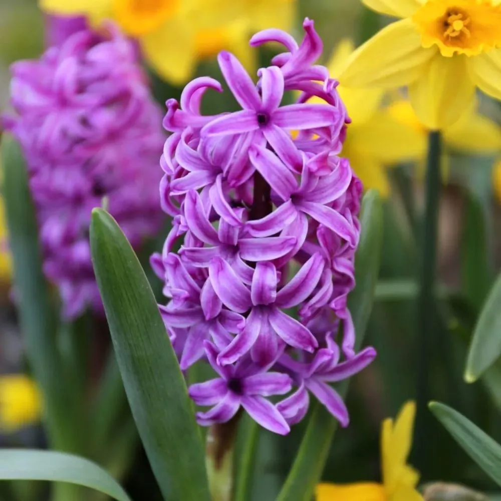 Zambile mov - Hyacinthus orientalis 'Purple Sensation' D7