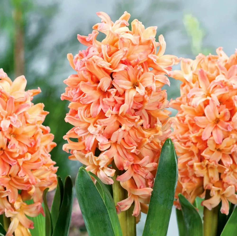 Zambile portocalii - Hyacinthus orientalis 'Gipsy Queen' D7