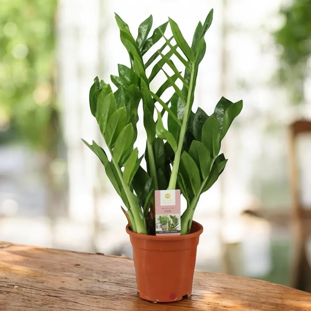 Zamioculcas zamiifolia ‘Pixie’ - varietate compacta