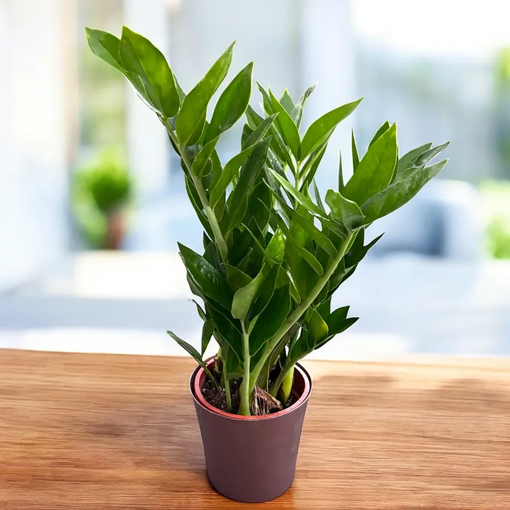 Zamioculcas zamiifolia ‘Pixie’ - varietate compacta