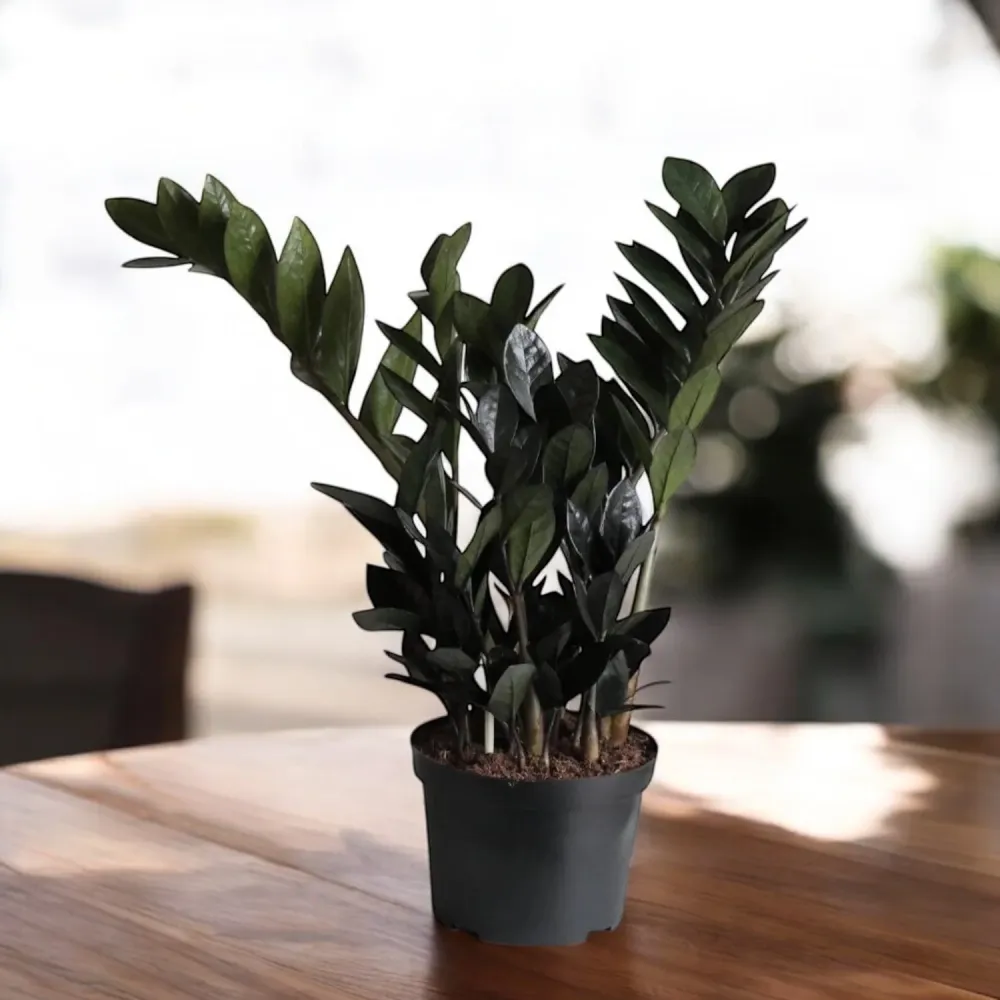 Zamioculcas zamiifolia 'Raven ZZ' ('Dowon') D14 - planta ZZ cu frunze negre lucioase