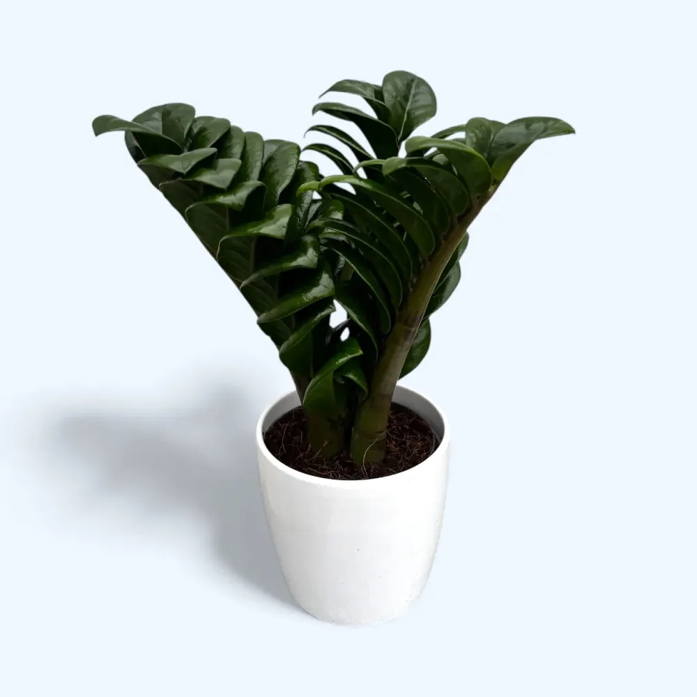 Zamioculcas zamiifolia ‘Zenzi’ – eleganta compacta, perfecta pentru orice spatiu verde