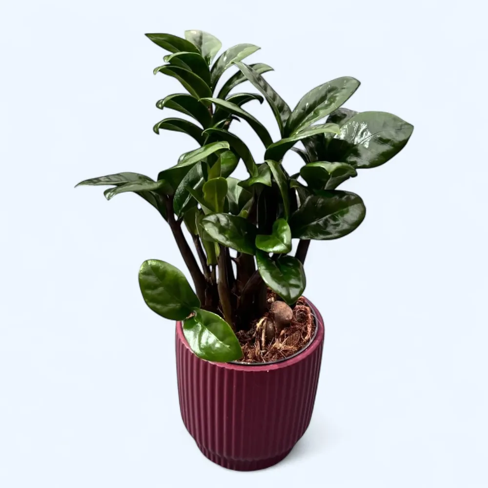 Zamioculcas zamiifolia ‘Zenzi’ – eleganta compacta, perfecta pentru orice spatiu verde