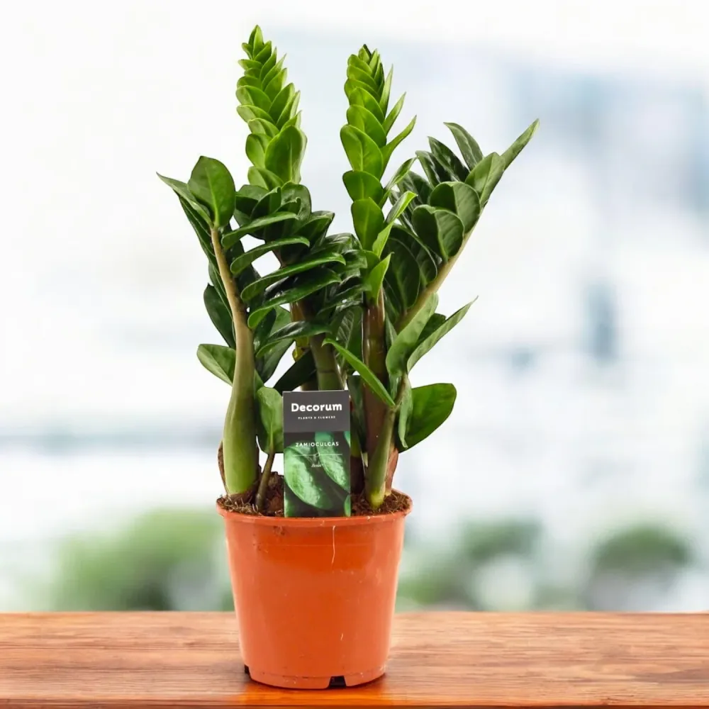 Zamioculcas zamiifolia ‘Zenzi’ – varietate compacta, rara, cu frunzis verde-intens
