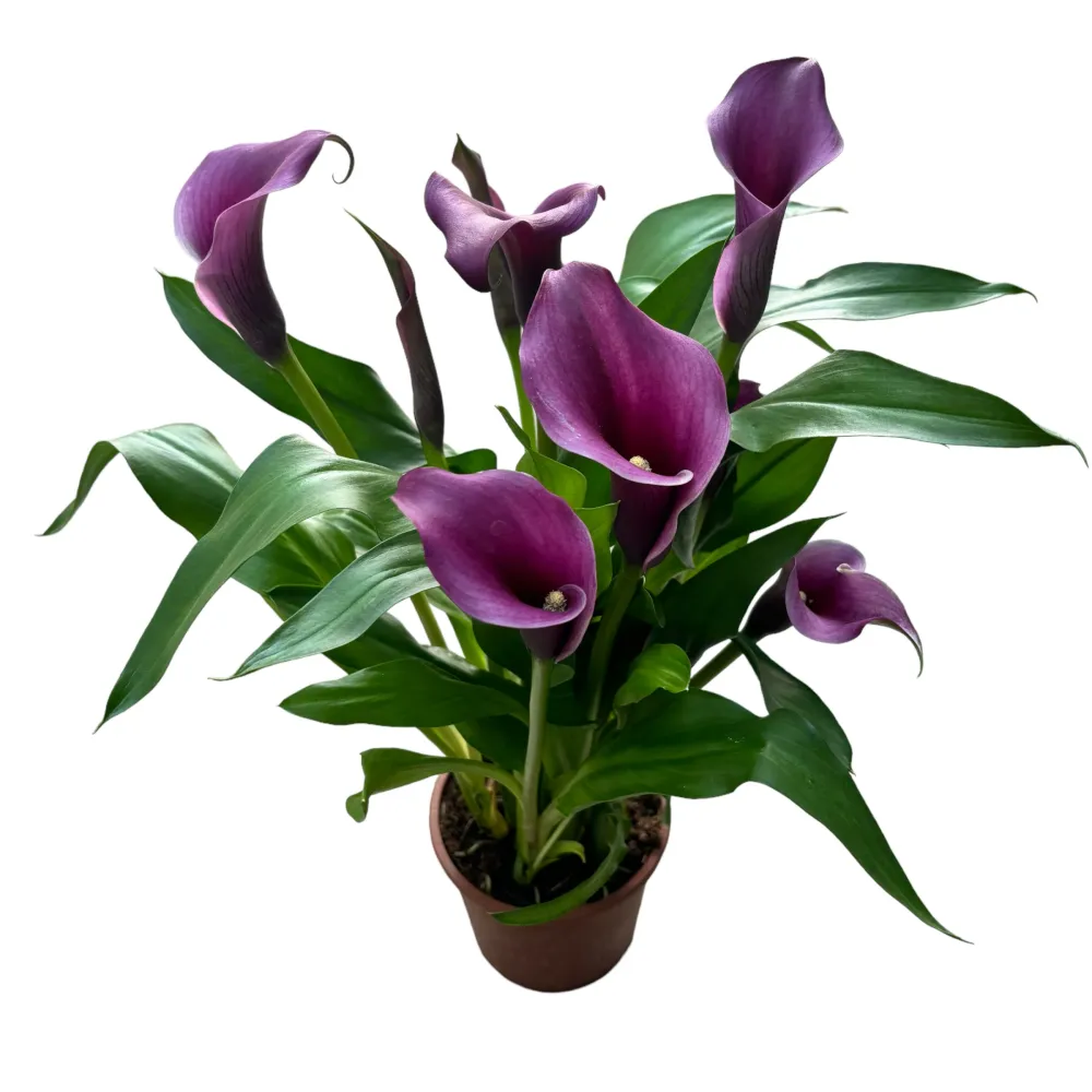 Zantedeschia ‘Paco’ (Cale mov)