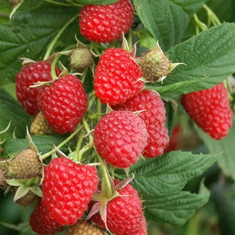 Zmeur aromat - Rubus idaeus 'Ottawa'