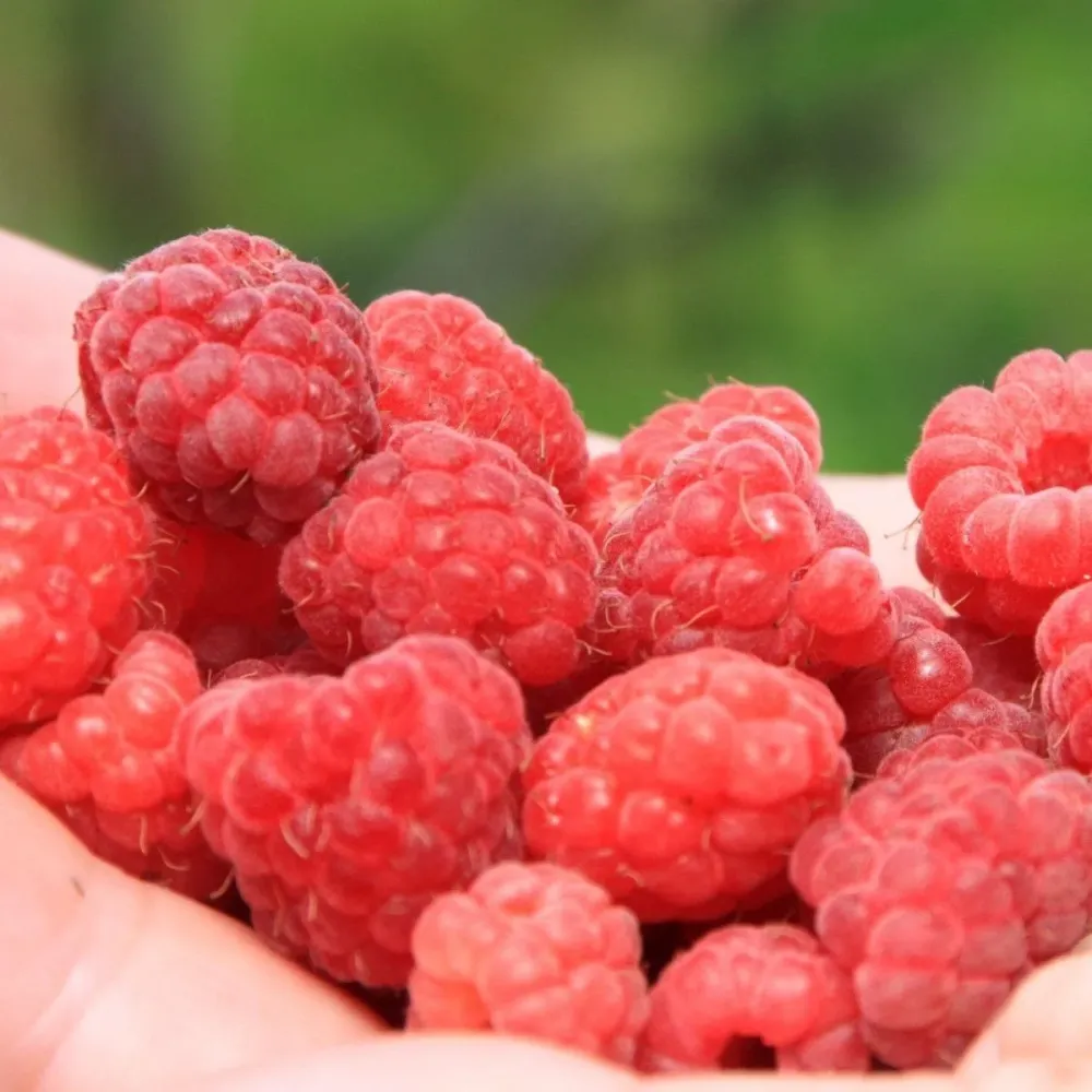 Zmeur aromat - Rubus idaeus 'Ottawa'