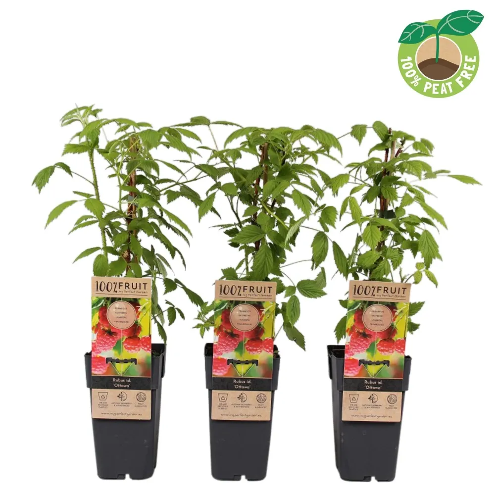 Zmeur aromat - Rubus idaeus 'Ottawa'
