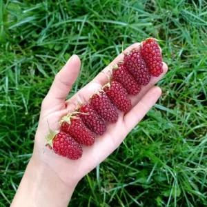 Zmeur fara spini cu fructe XL aromate - Rubus loganobaccus 'Thornless Tayberry' (cultura biologica)