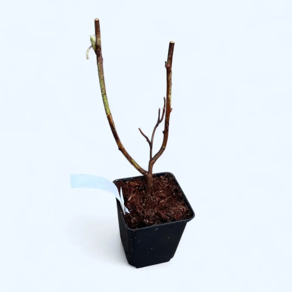 Zmeur fara spini, productiv si aromat - Rubus idaeus 'Canby'