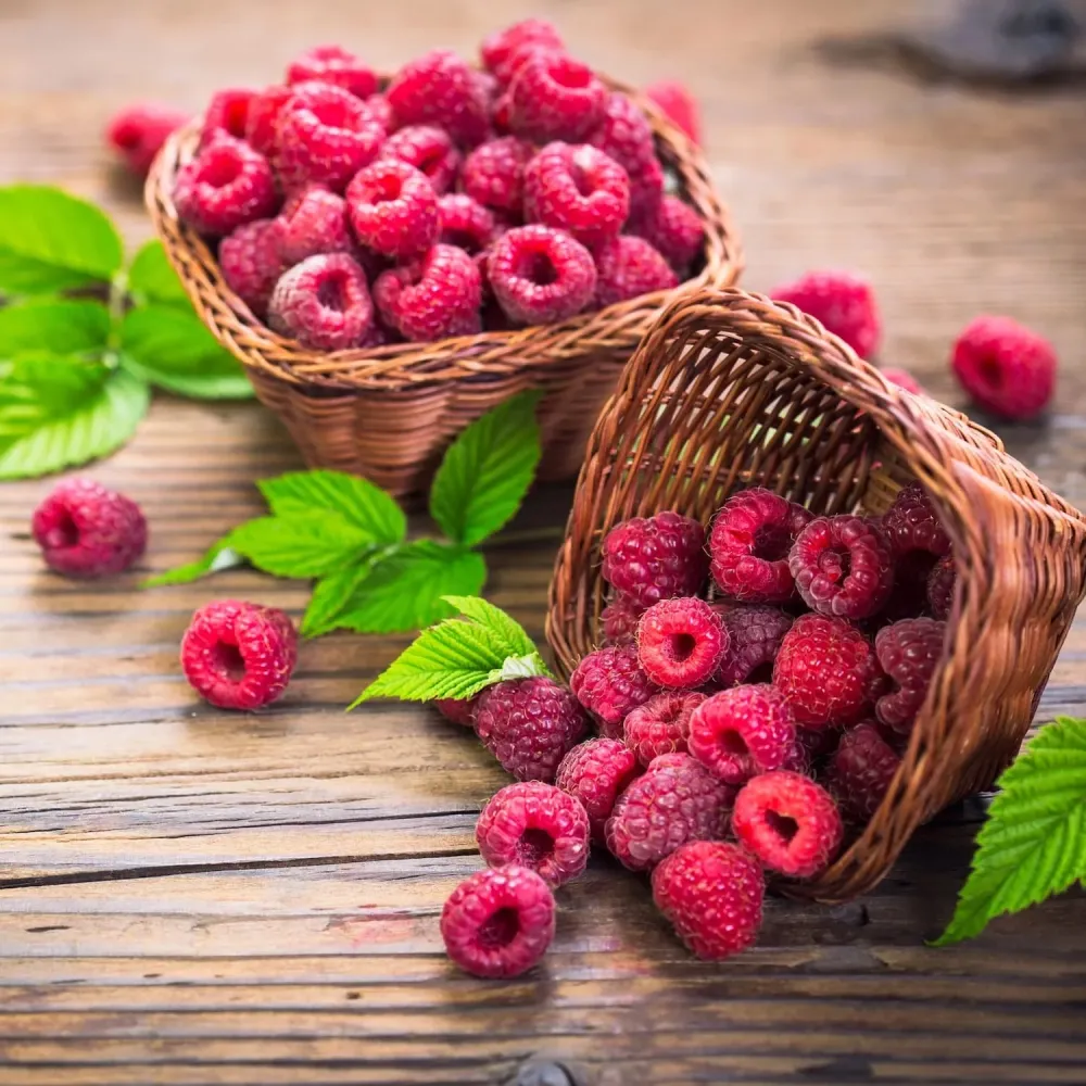 Zmeur foarte aromat - Rubus idaeus 'Summer Chef' (cultura biologica)