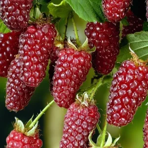 Zmeur cu fructe XL si aromate - Rubus loganobaccus 'Tayberry'