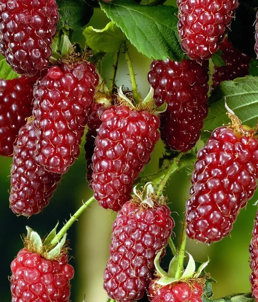 Zmeur cu fructe XL si aromate - Rubus loganobaccus 'Tayberry'