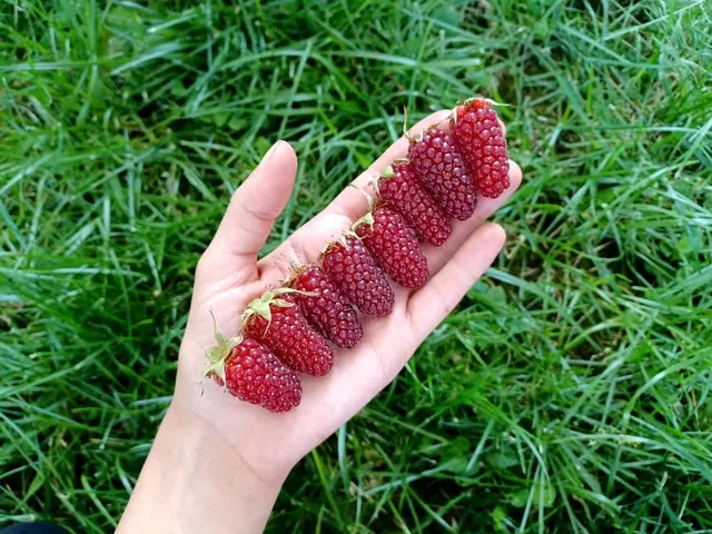 Zmeur cu fructe XL si aromate - Rubus loganobaccus 'Tayberry'