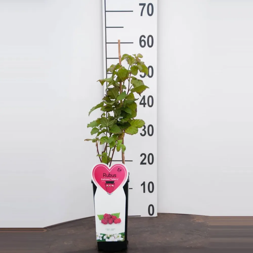 Zmeur cu fructe XL si aromate - Rubus loganobaccus 'Tayberry'