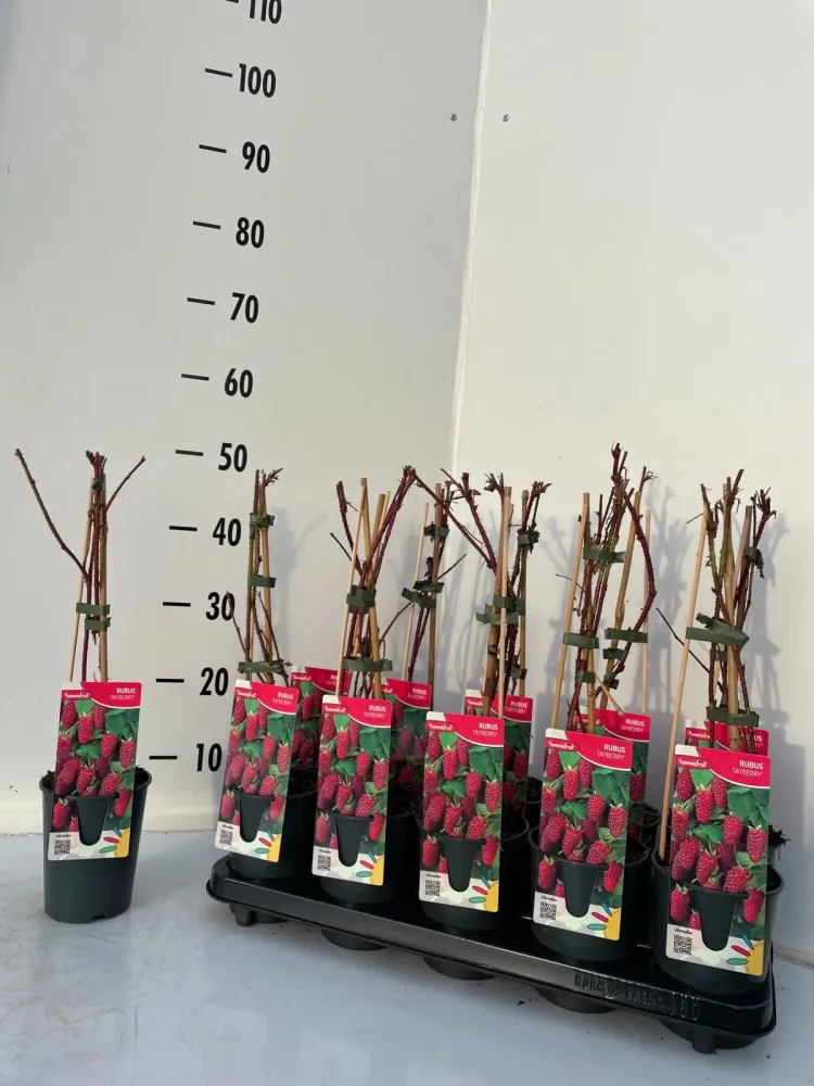 Zmeur cu fructe XL si aromate - Rubus loganobaccus 'Tayberry'
