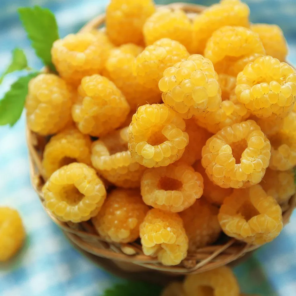 Zmeur galben cu fructe dulci si aromate - Rubus idaeus 'Golden Queen'