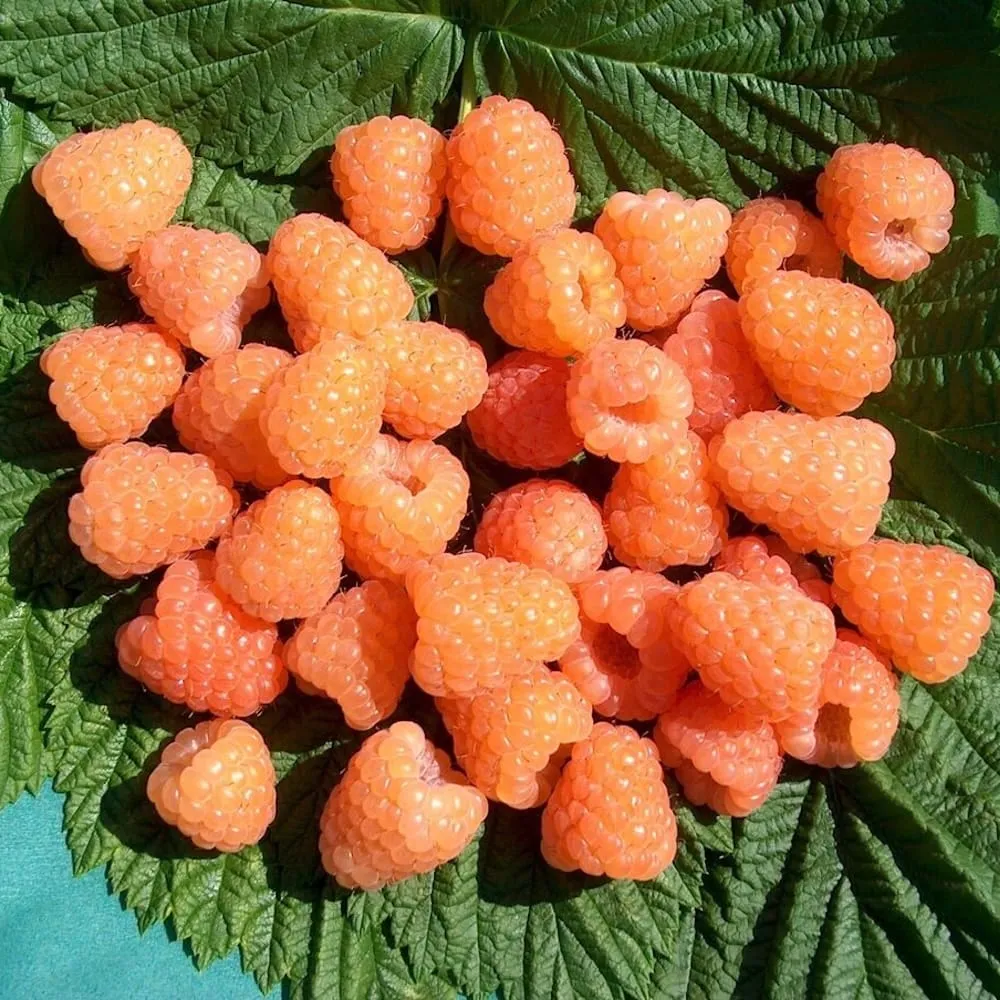 Zmeur galben productiv cu fructe aromate - Rubus idaeus 'Valentina'