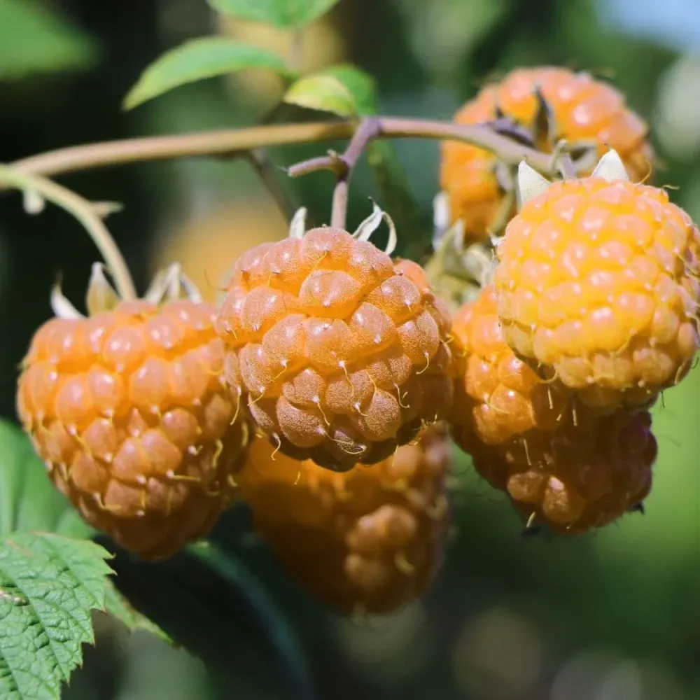 Zmeur galben, productiv - Rubus idaeus Lowberry® 'Goodasgold®' (cultura biologica)
