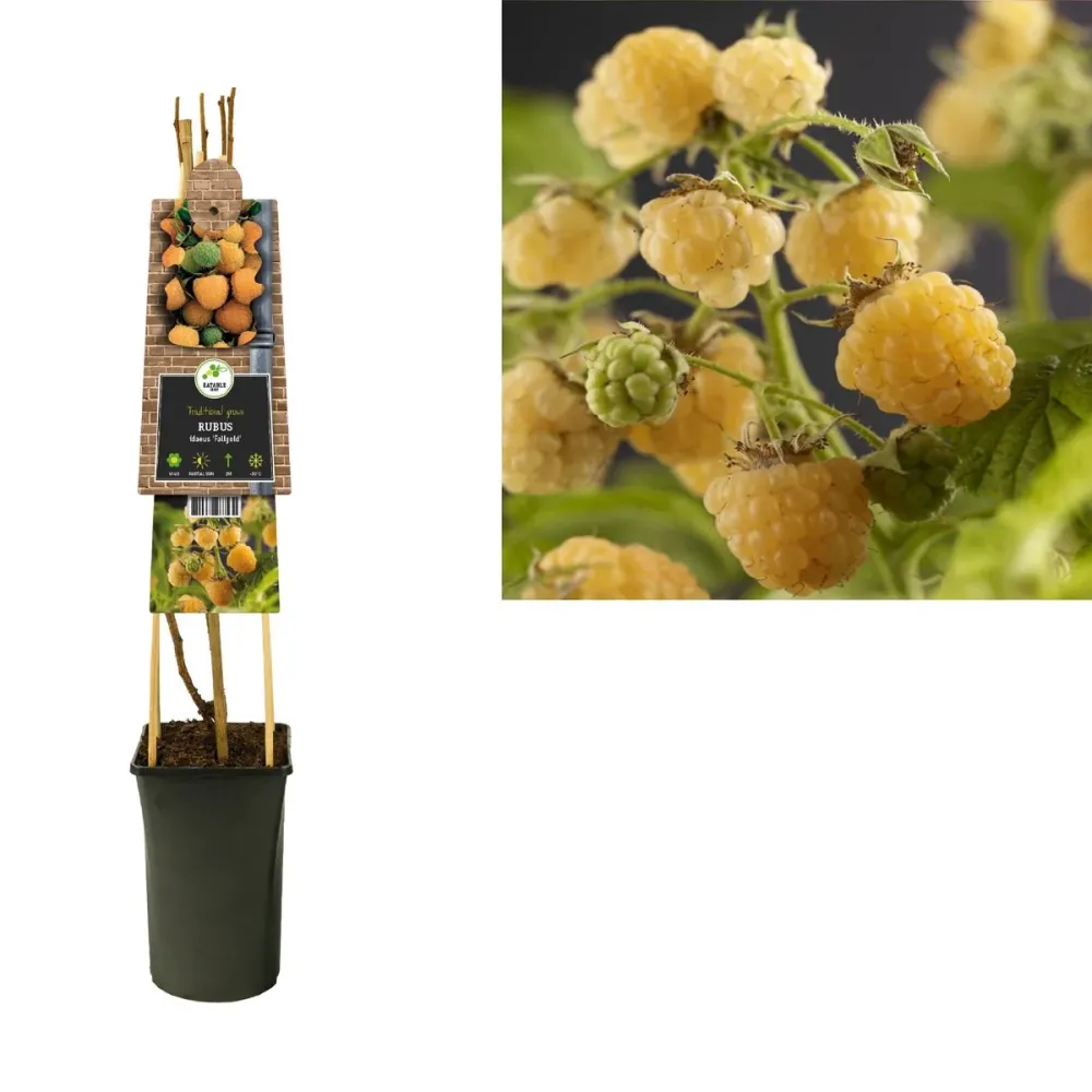 Zmeur galben remontant, cu fructe dulci si aromate - Rubus idaeus 'Fallgold'