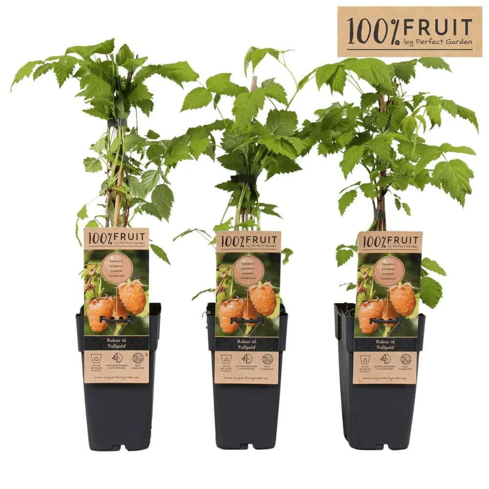 Zmeur galben remontant, cu fructe dulci si aromate - Rubus idaeus 'Fallgold'