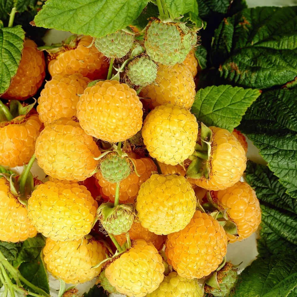 Zmeur galben - Rubus Idaeus 'Golden Everest' (crescut 100% biologic)
