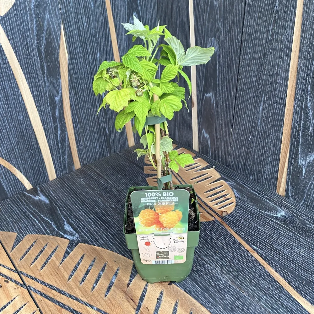 Zmeur galben - Rubus Idaeus 'Golden Everest' (crescut 100% biologic)