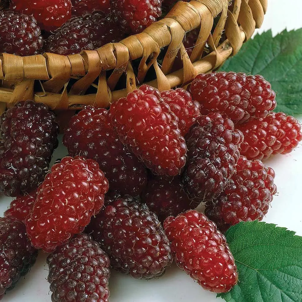 Zmeur gigant - Rubus x loganobaccus 'Loganberry' (fructe xl, fara tepi)