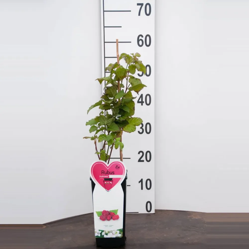 Zmeur gigant - Rubus x loganobaccus 'Loganberry' (fructe xl, fara tepi)