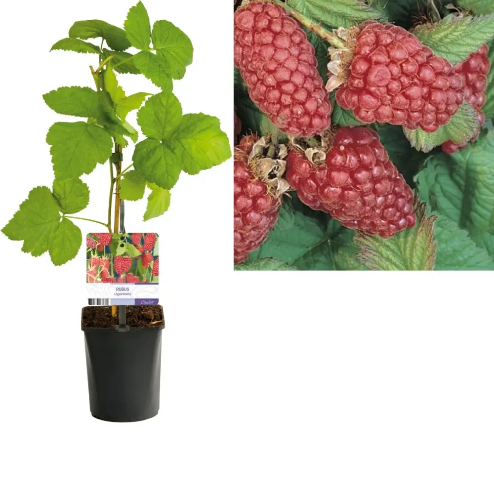 Zmeur gigant - Rubus x loganobaccus 'Loganberry' (fructe xl, fara tepi)
