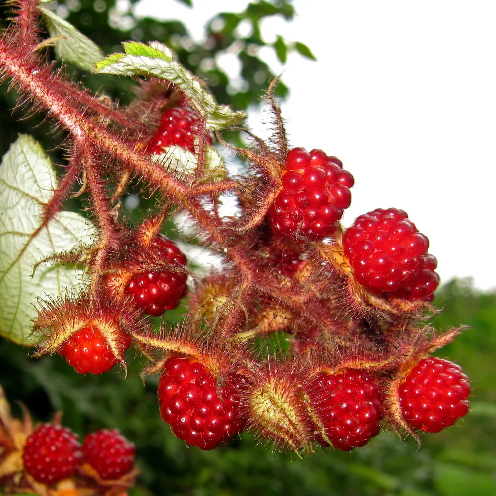 Zmeur japonez - Rubus phoenicolasius (cultura biologica)