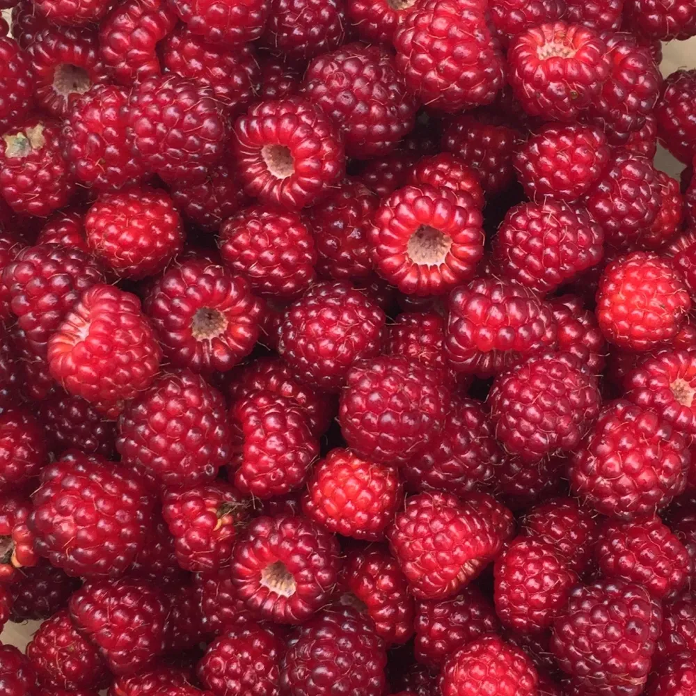 Zmeur japonez - Rubus phoenicolasius D15