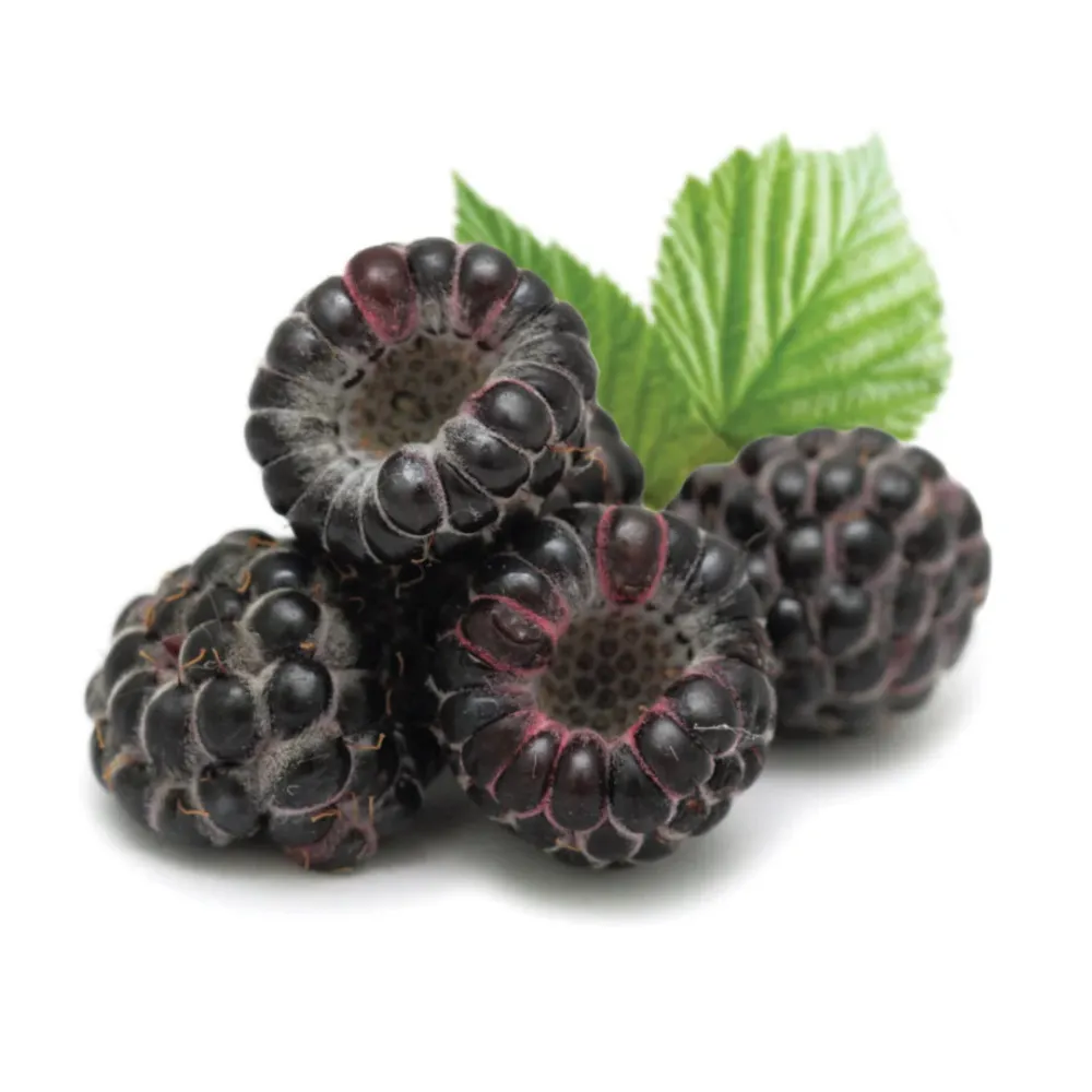 Zmeur negru - Rubus idaeus 'Black Jewel'