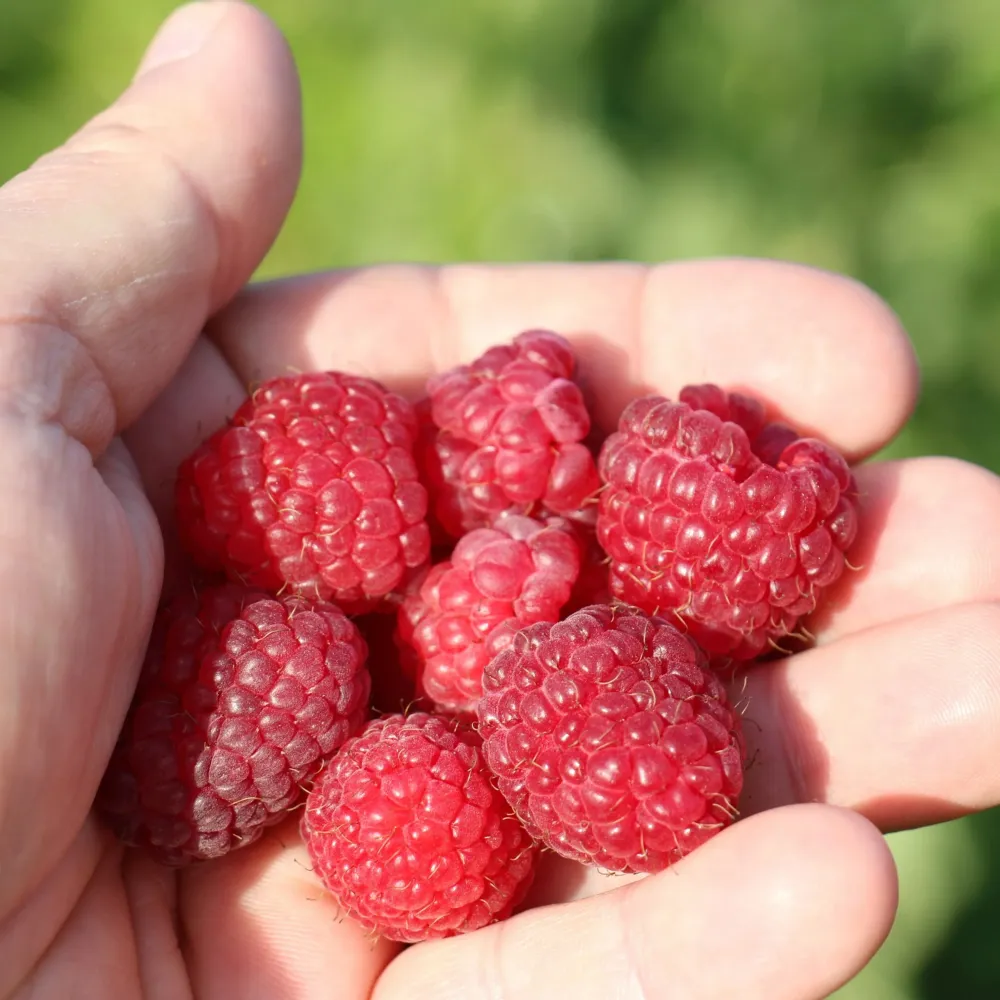 Zmeur pitic - Rubus idaeus Lowberry® 'Little Sweet Sister'® (cultura biologica)