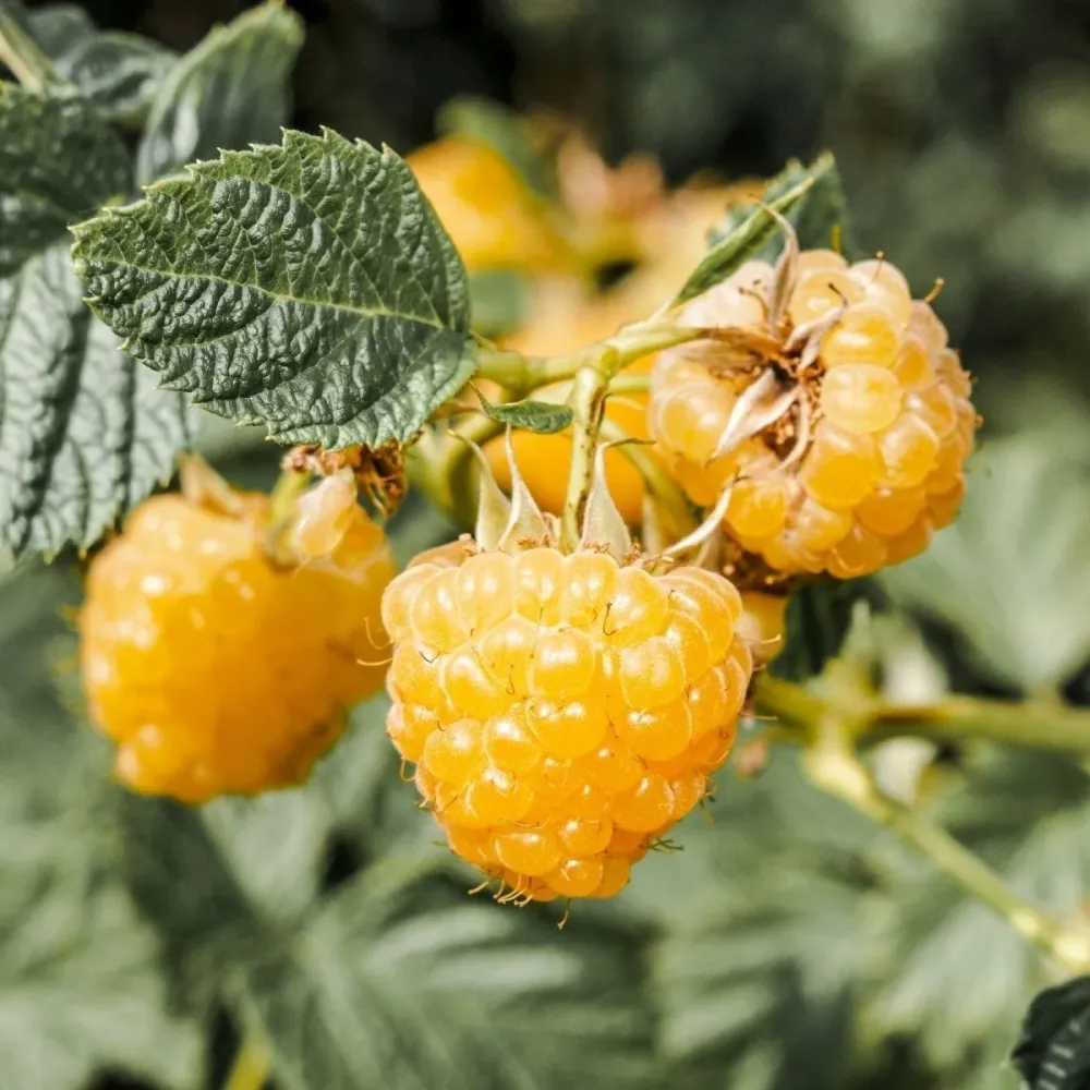 Zmeur cu 2 productii - Rubus Idaeus TwoTimer 'Sugana Yellow'