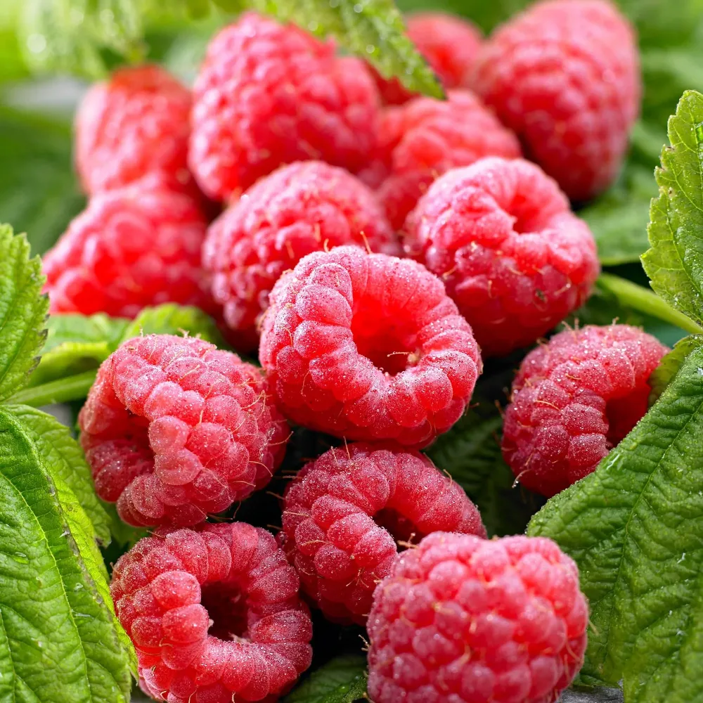 Zmeur cu 2 productii - Rubus Idaeus TwoTimer 'Sugana Red' (crescut 100% biologic)