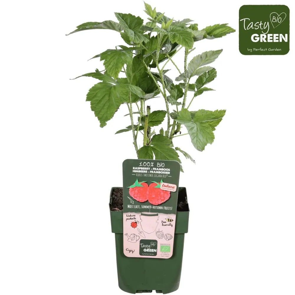 Zmeur cu 2 productii - Rubus Idaeus TwoTimer 'Sugana Red' (crescut 100% biologic)