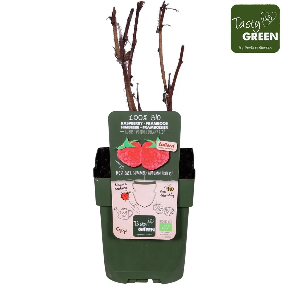 Zmeur cu 2 productii - Rubus Idaeus TwoTimer 'Sugana Red' (crescut 100% biologic)