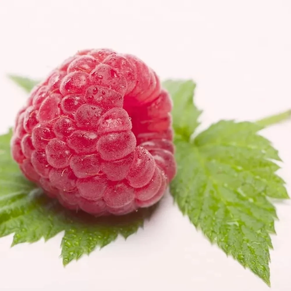 Zmeur remontant aromat si productiv - Rubus idaeus 'Himbo Top'
