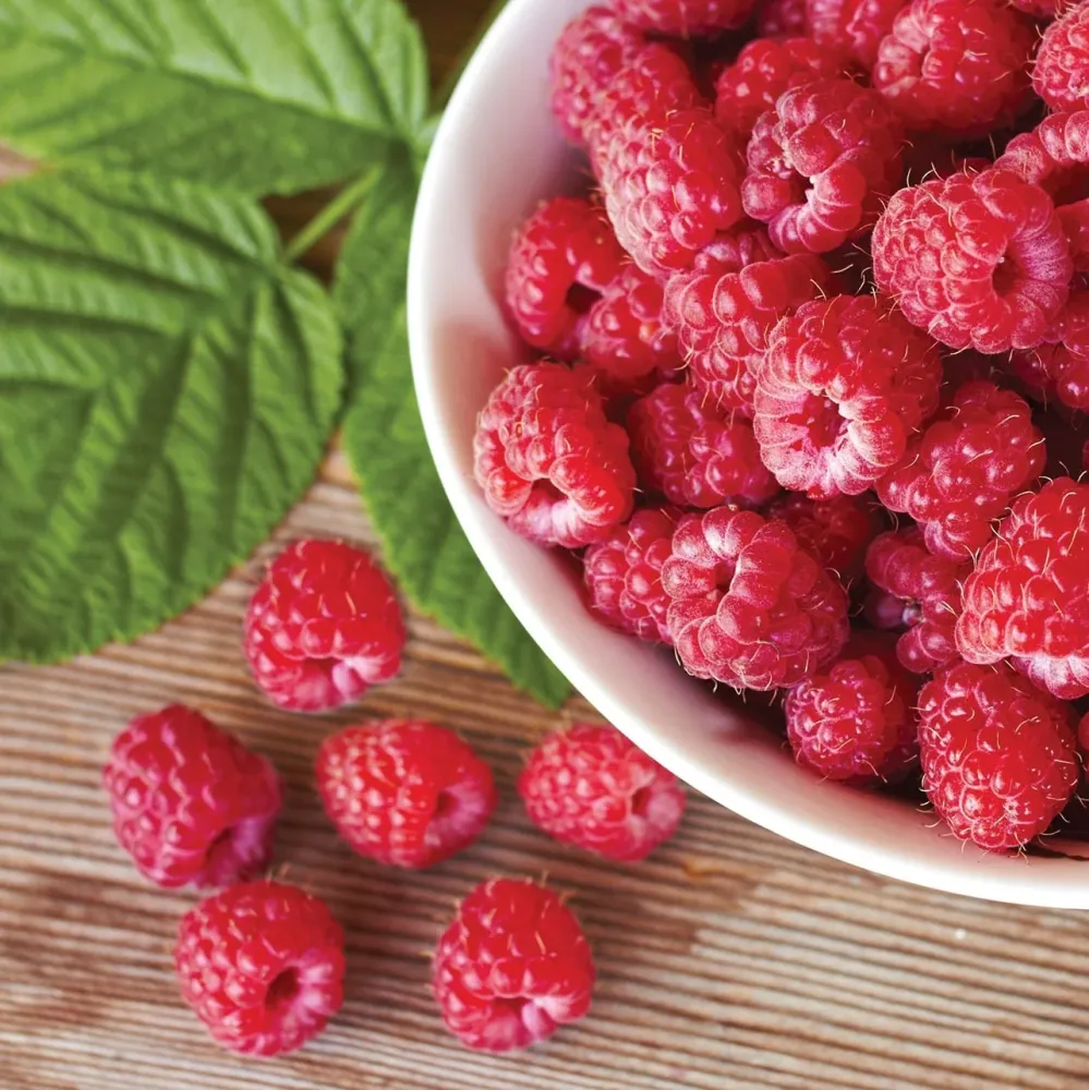 Zmeur remontant aromat - Rubus idaeus 'Heritage'