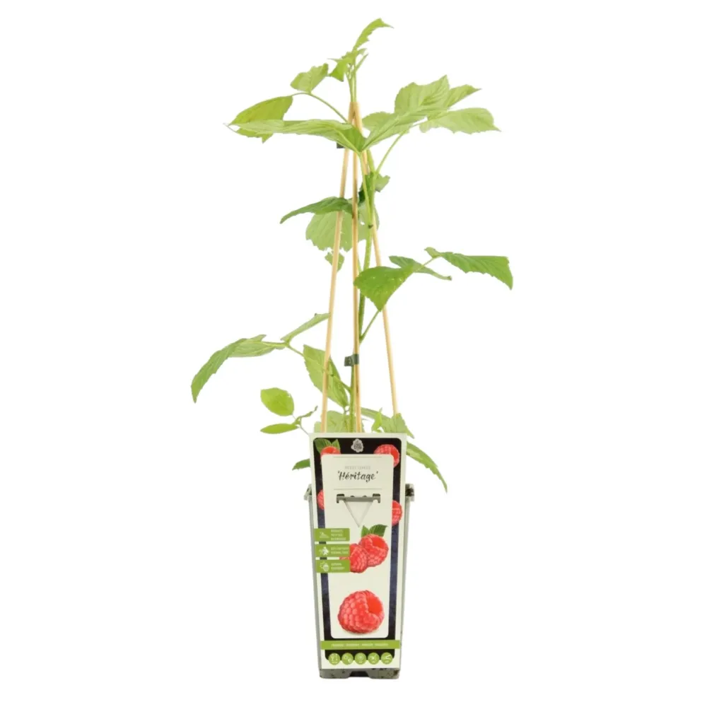 Zmeur remontant aromat - Rubus idaeus 'Heritage'