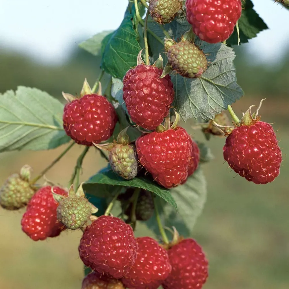 Zmeur remontant foarte aromat - Rubus idaeus 'Zefa'