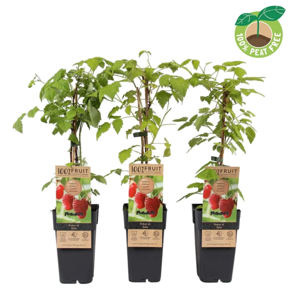 Zmeur remontant foarte aromat - Rubus idaeus 'Zefa'