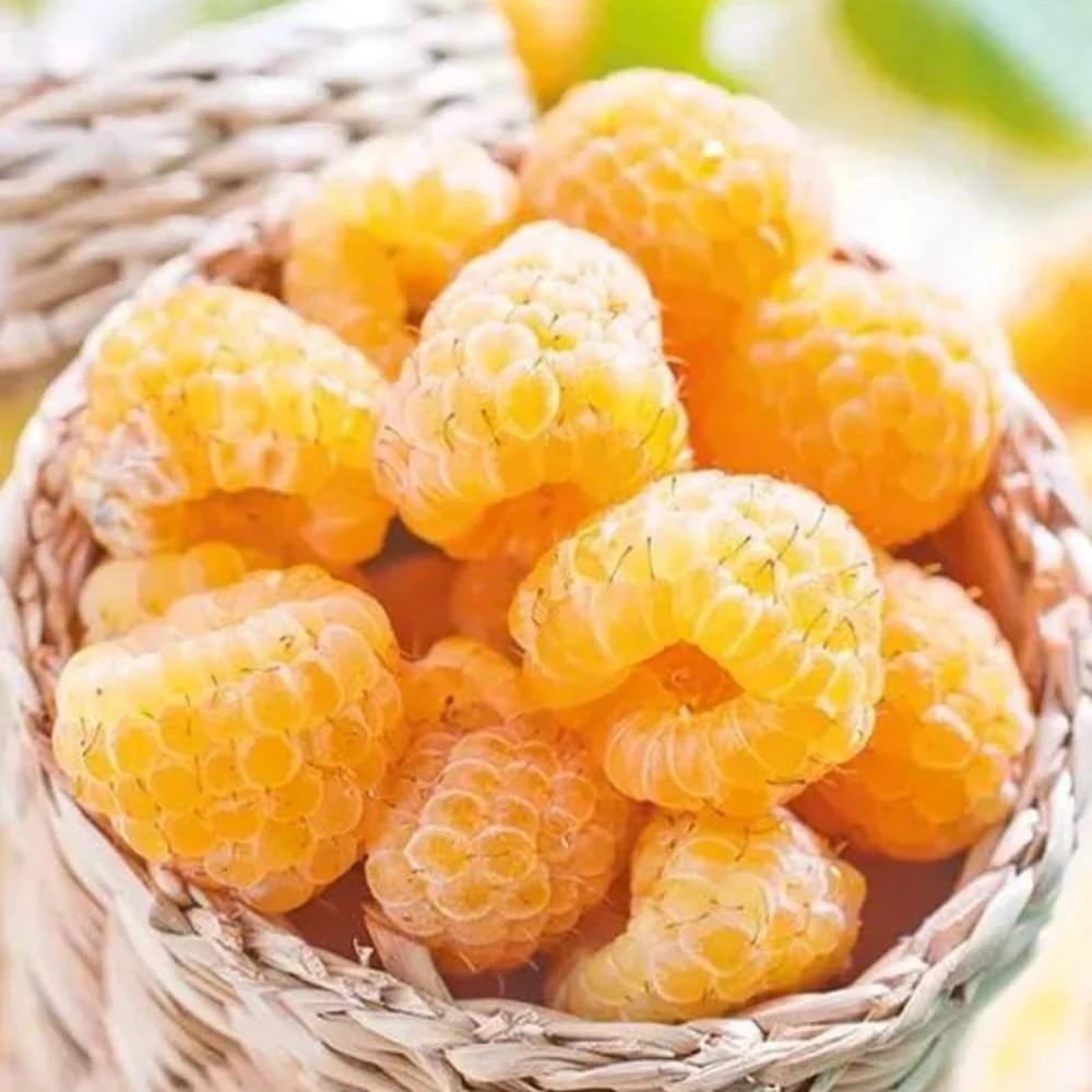 Zmeur remontant galben, foarte aromat - Rubus idaeus 'Golden Bliss'