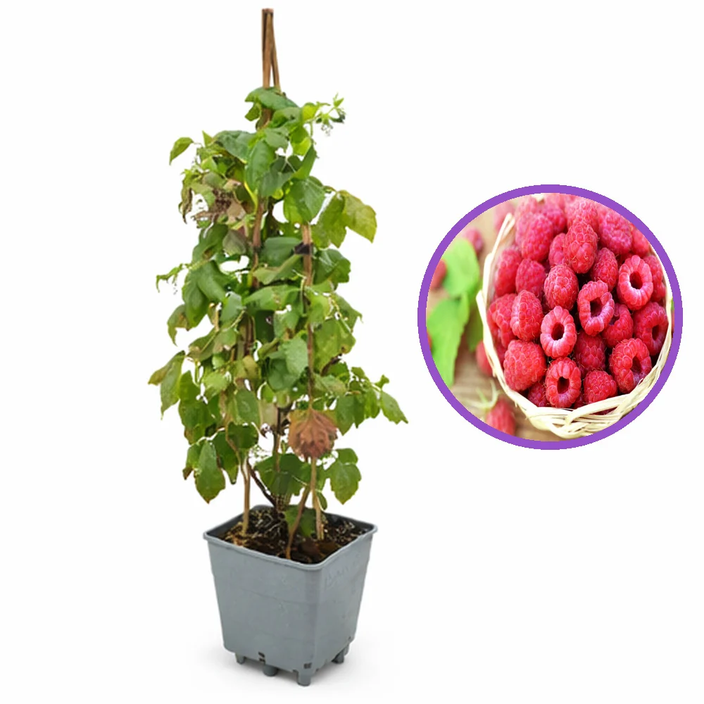 Zmeur remontant productiv Amal Red (Rubus idaeus), fructe rosii mari, productie abundenta, 3 pe rod, 160-180 cm inaltime p...
