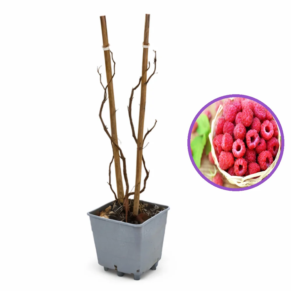Zmeur remontant productiv Amal Red (Rubus idaeus), fructe rosii mari, productie abundenta, 3 pe rod, 160-180 cm inaltime p...
