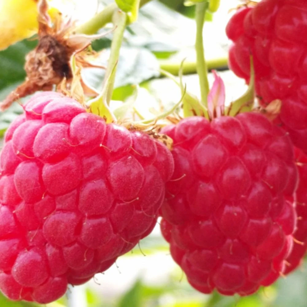 Zmeur remontant productiv Amal Red (Rubus idaeus), fructe rosii mari, productie abundenta, 3 pe rod, 160-180 cm inaltime p...