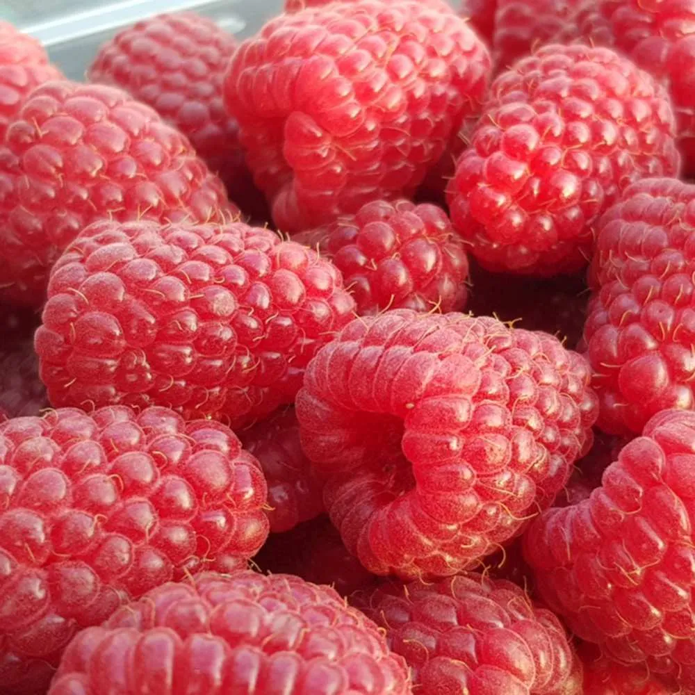 Zmeur remontant productiv Amal Red (Rubus idaeus), fructe rosii mari, productie abundenta, 3 pe rod, 160-180 cm inaltime p...