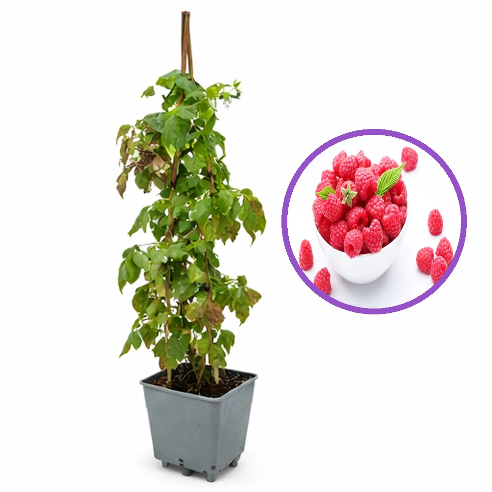 Zmeur remontant productiv Angel (Rubus idaeus), fructe rosii mari, productie dubla, tufis viguros pentru gradina, 3 pe rod...