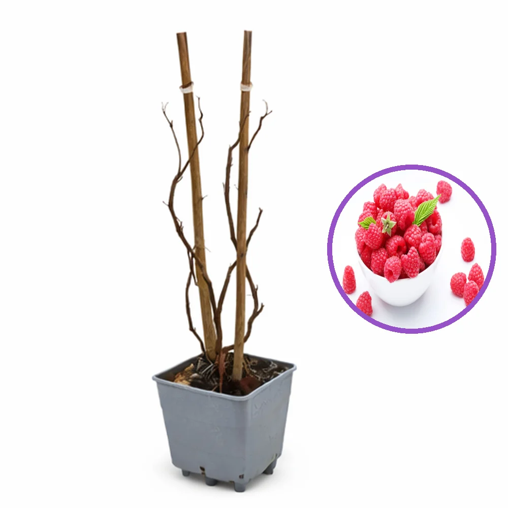 Zmeur remontant productiv Angel (Rubus idaeus), fructe rosii mari, productie dubla, tufis viguros pentru gradina, 3 pe rod...